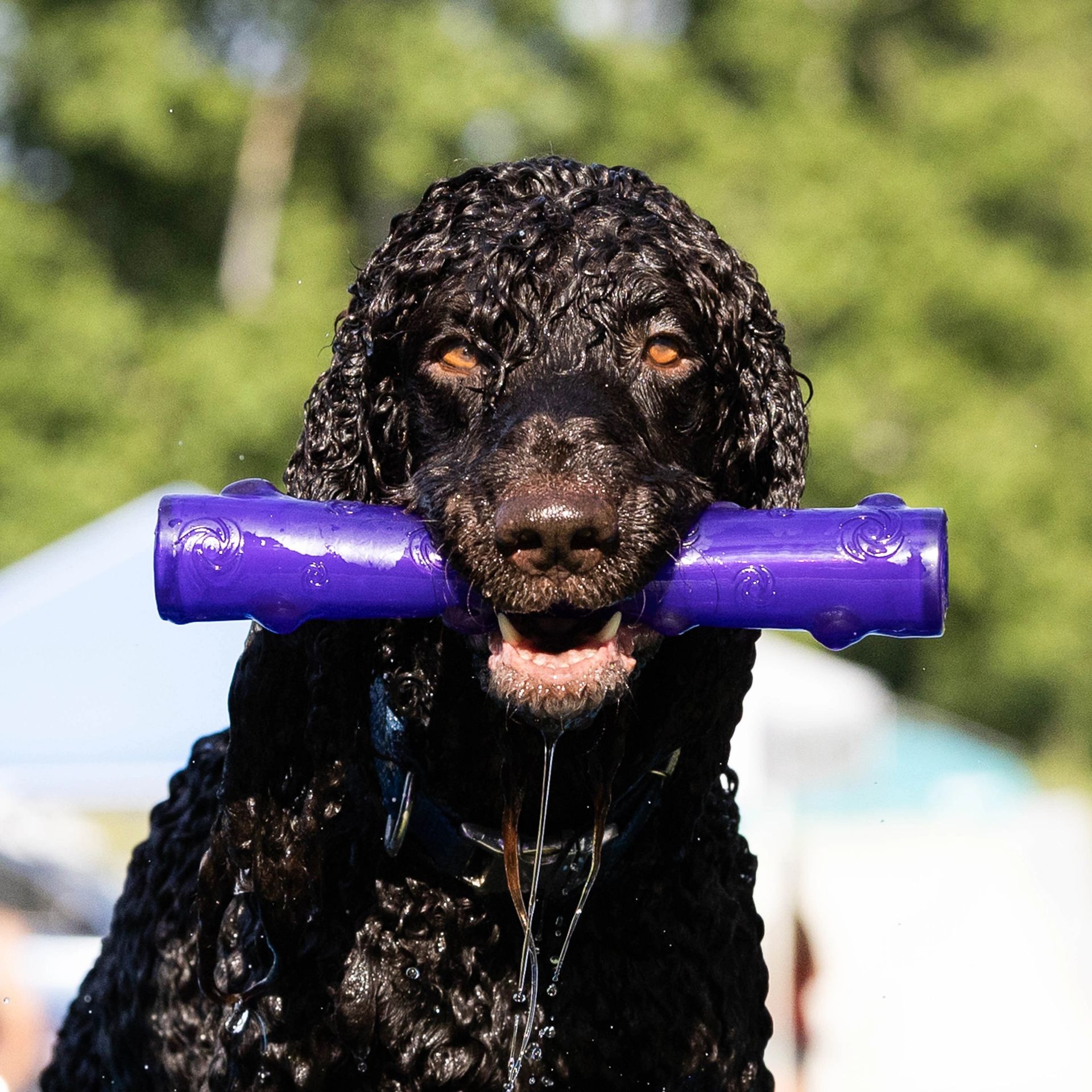Dog leaping off dock into water at dock diving event